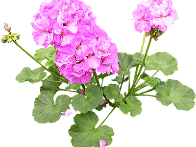 png免抠天竺葵 花