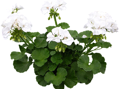 png免抠天竺葵 花