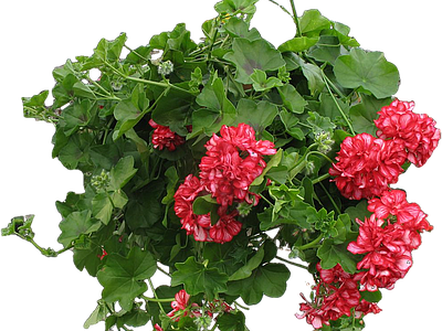 png免抠天竺葵 花
