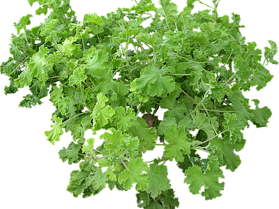 png免抠天竺葵 花