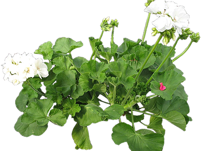 png免抠天竺葵 花