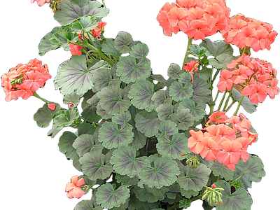 png免抠天竺葵 花