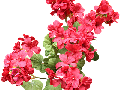 png免抠天竺葵 花