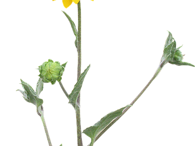 png免抠向日葵 花