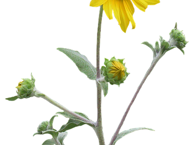 png免抠向日葵 花