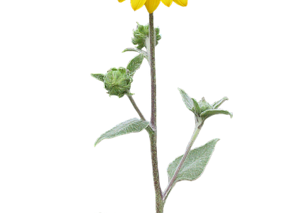 png免抠向日葵 花