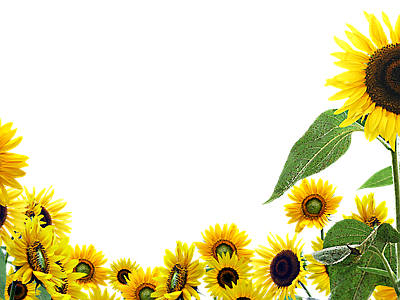 png免抠向日葵 花