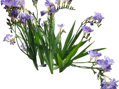 png免抠小苍兰 花
