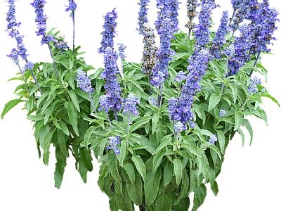 png免抠绚蓝鼠尾草 花