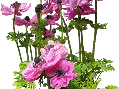 png免抠虞美人 花