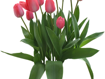 png免抠郁金香 花