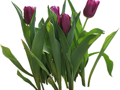 png免抠郁金香 花