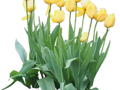 png免抠郁金香 花