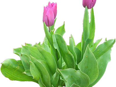 png免抠郁金香 花