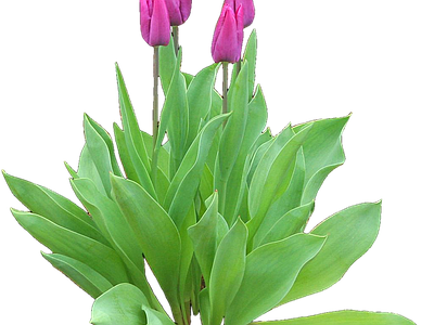 png免抠郁金香 花