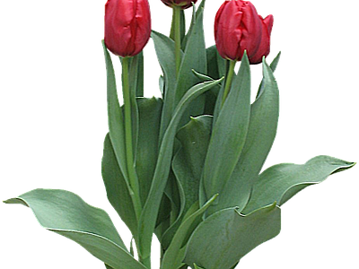 png免抠郁金香 花