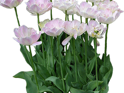 png免抠郁金香 花