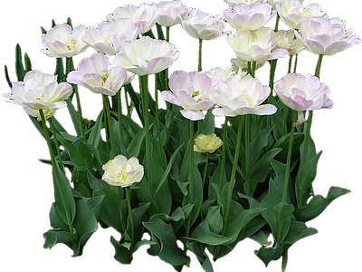 png免抠郁金香 花