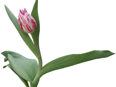 png免抠郁金香 花