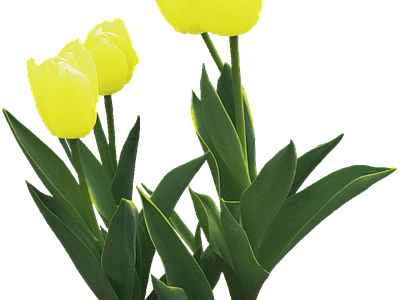 png免抠郁金香 花