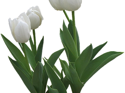 png免抠郁金香 花