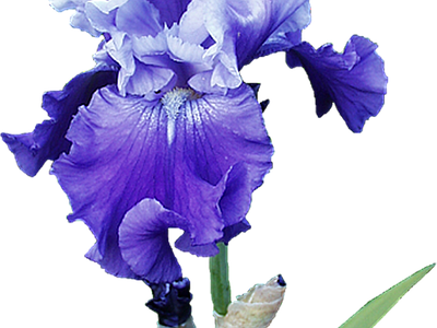 png免抠鸢尾 花