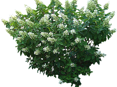 png免抠圆锥八仙花