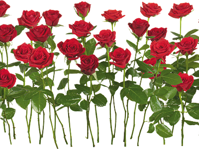 png免抠月季 花