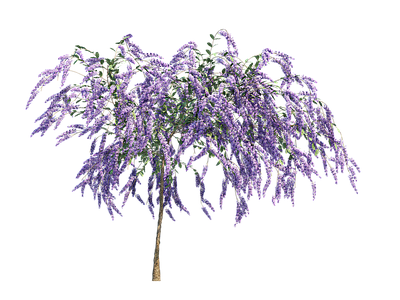 png免抠紫藤花