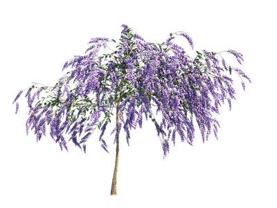 png免抠紫藤花