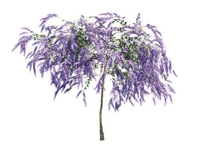 png免抠紫藤花