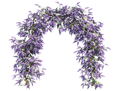 png免抠紫藤花