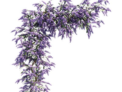 png免抠紫藤花