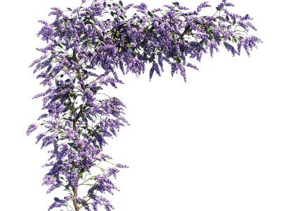 png免抠紫藤花