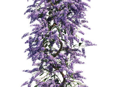 png免抠紫藤花