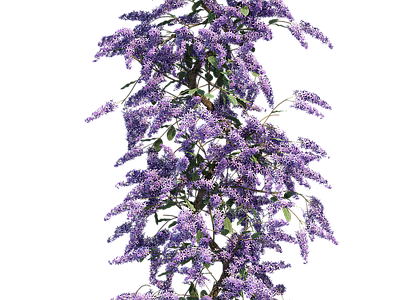 png免抠紫藤花