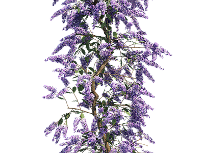 png免抠紫藤花