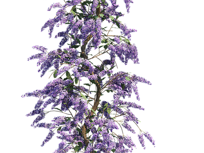 png免抠紫藤花
