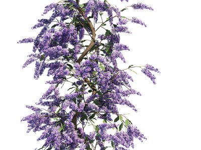 png免抠紫藤花