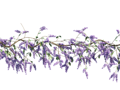png免抠紫藤花