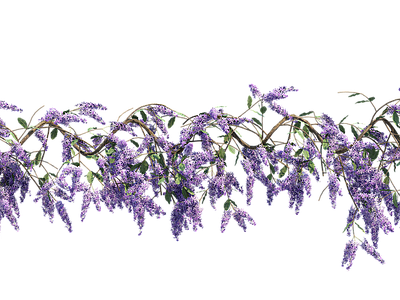 png免抠紫藤花