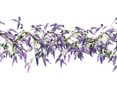 png免抠紫藤花
