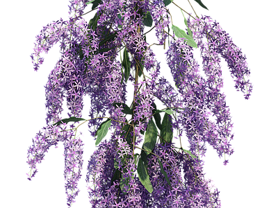 png免抠紫藤花