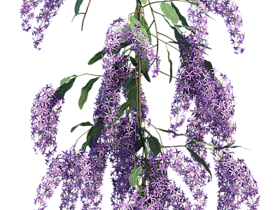 png免抠紫藤花