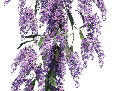 png免抠紫藤花