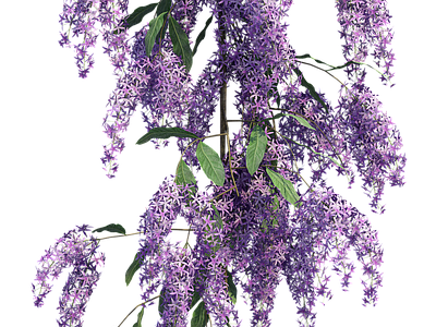 png免抠紫藤花