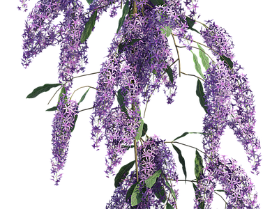 png免抠紫藤花