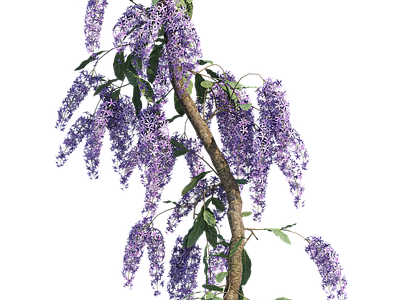 png免抠紫藤花