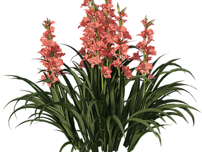 png免抠菖蒲 花