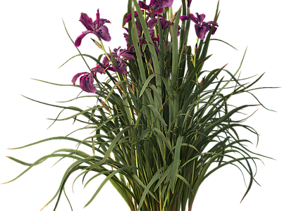 png免抠菖蒲 花